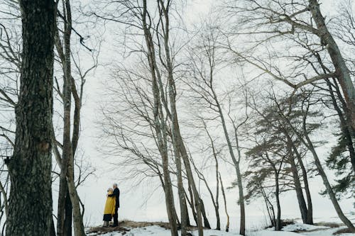 Foto profissional grátis de árvores nuas, casal, com frio