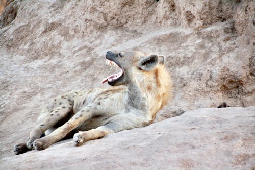 Gratis lagerfoto af afrika, dyr i naturen, hyæne