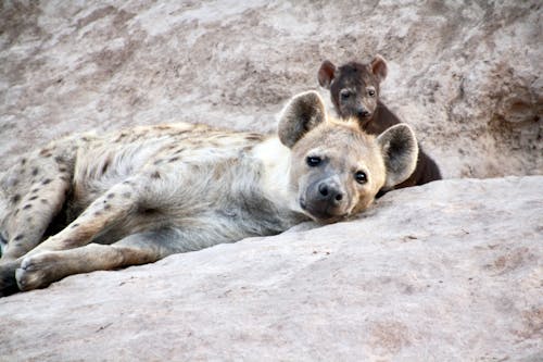 Free Close-Up Photo of a Hyena Lying on a Rock Beside a Cub Stock Photo
