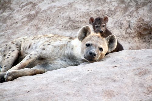 Free Close-up of a hyena and cub resting on rocks in Mbarali, Tanzania. Stock Photo