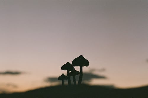 Silhouettes of Boletus Mushrooms