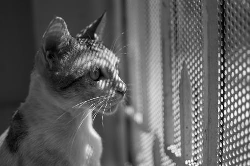Free stock photo of cat, gray cat