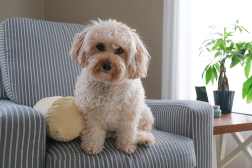Free Photo of a White Poodle Sitting on a Blue Chair Stock Photo