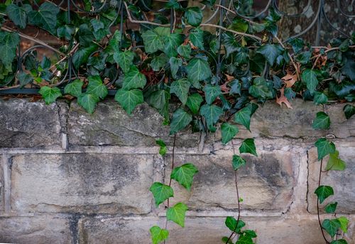 Free Close-up of green ivy climbing a rustic stone wall outdoors. Stock Photo