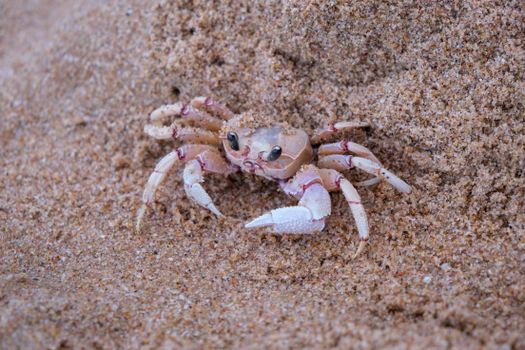 A tiny sand crab emerging from the sandy beach, captured in a close-up shot.