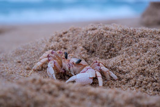 Ghost crab blends with sandy beach dunes, showcasing its natural habitat.