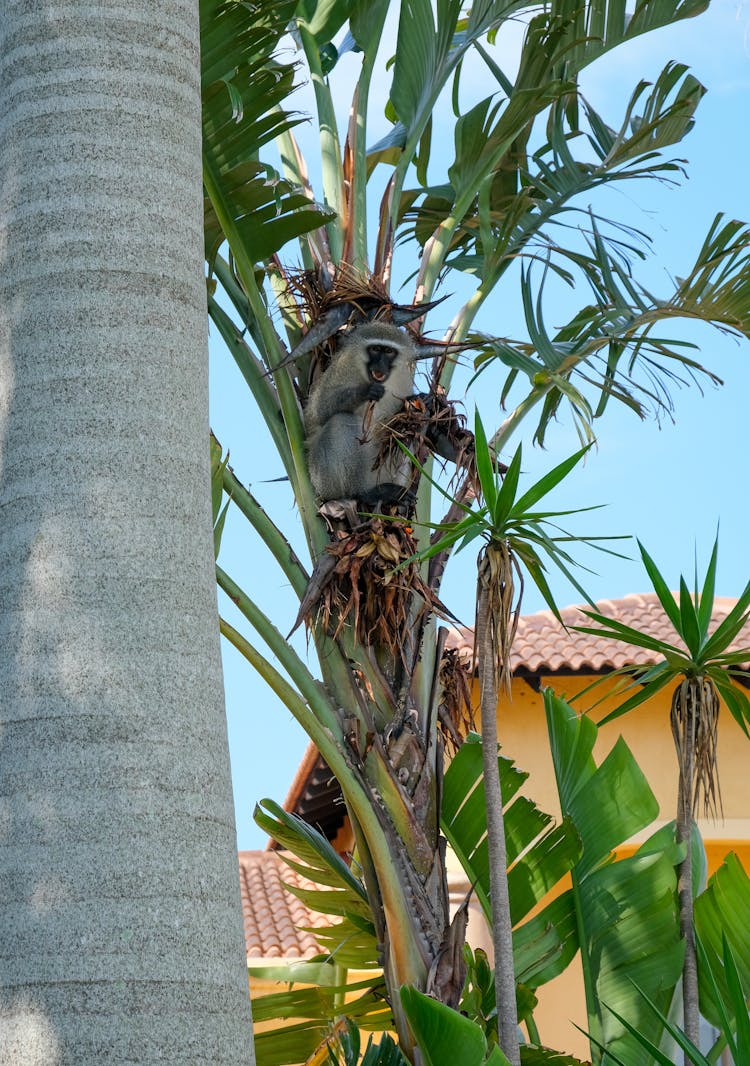 Photograph Of A Vervet Monkey On A Banana Tree