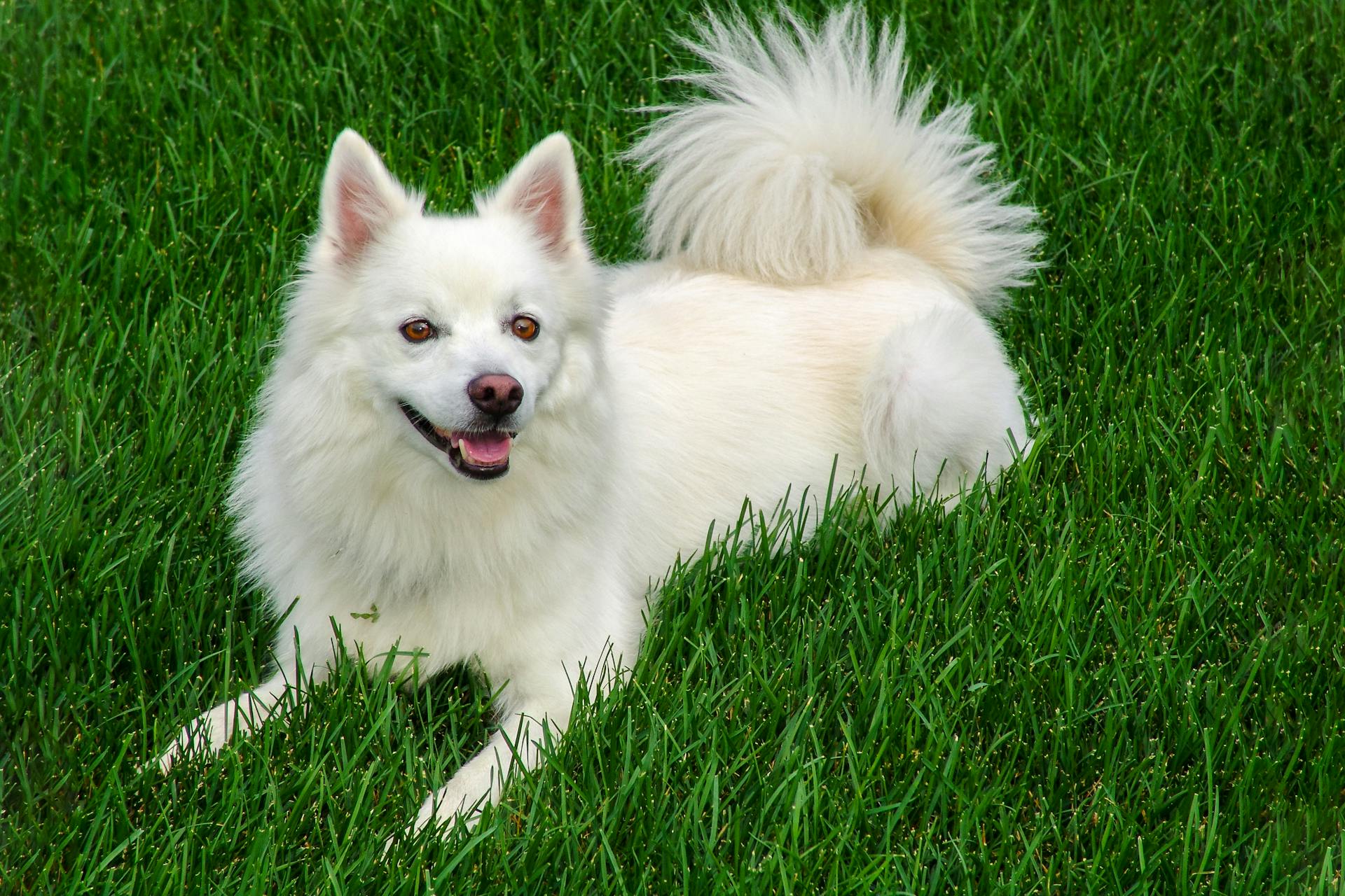 Foto van een witte Amerikaanse Eskimohond op groen gras