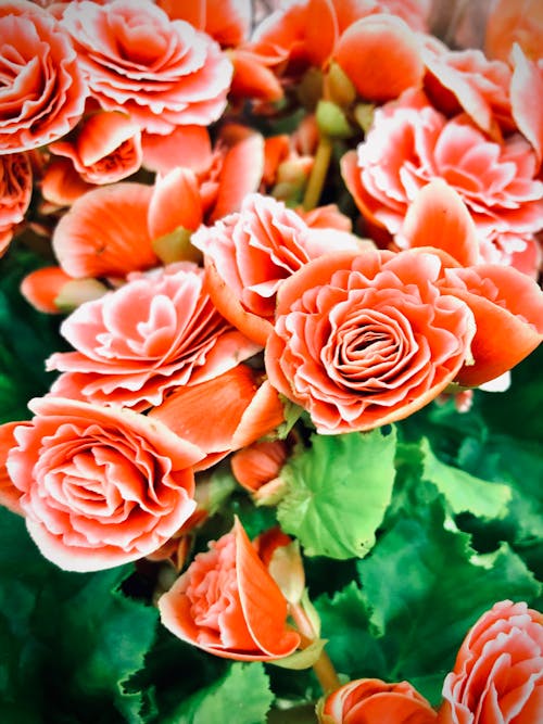 Free Blooming Pink Roses in Close-Up Photography Stock Photo