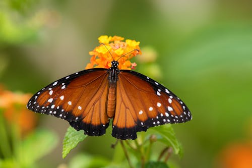 Close-Up Shot of a Queen Butterfly on Flower