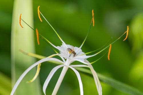 Free Detailed view of a bee pollinating a white tropical flower with vibrant green background. Stock Photo