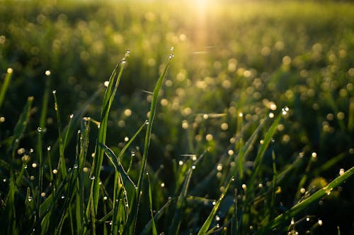 Close-Up Photograph of Green Grass with Water Droplets