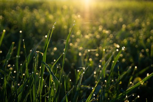 Free Close-up of grass with dewdrops and sunlight creating a serene morning scene. Stock Photo