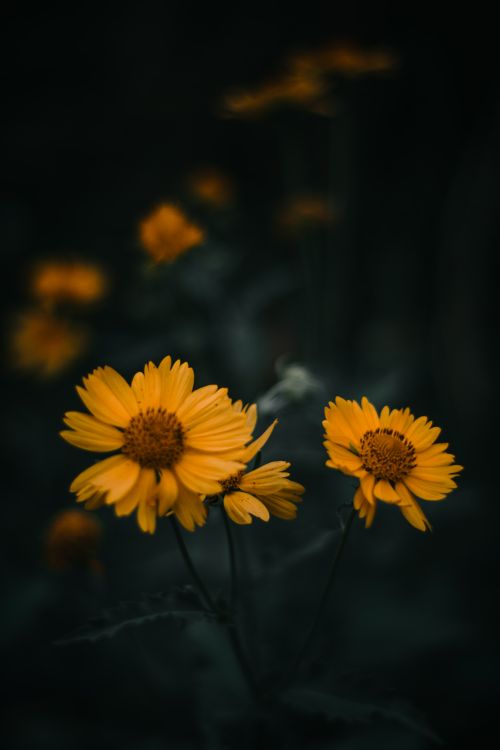 Free Dark moody close-up shot featuring vibrant yellow daisies in focus against a blurred backdrop. Stock Photo