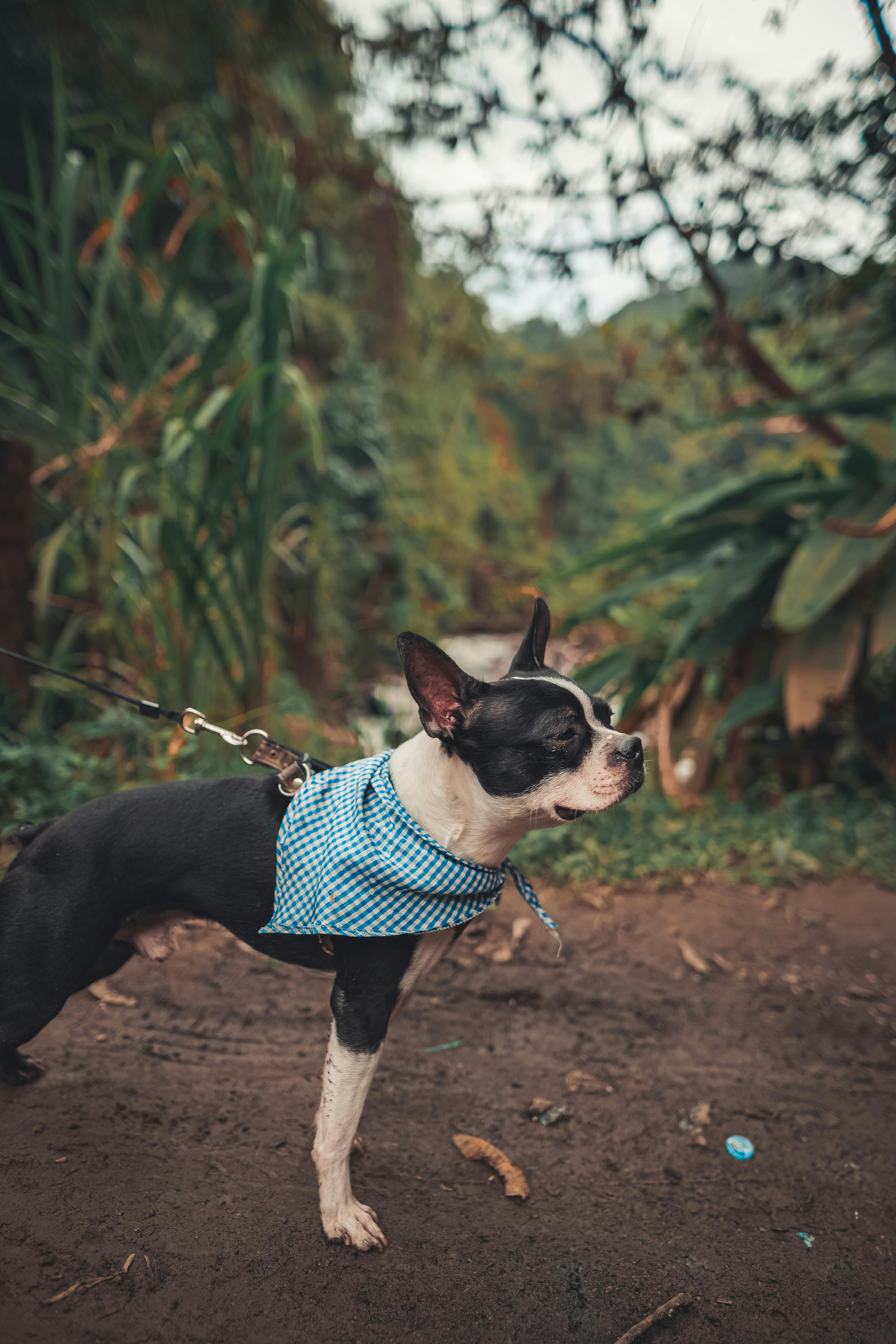 Boston terrier outlet hiking