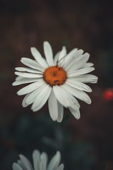Detailed view of a blooming daisy with white petals and orange center, set against a blurred background.