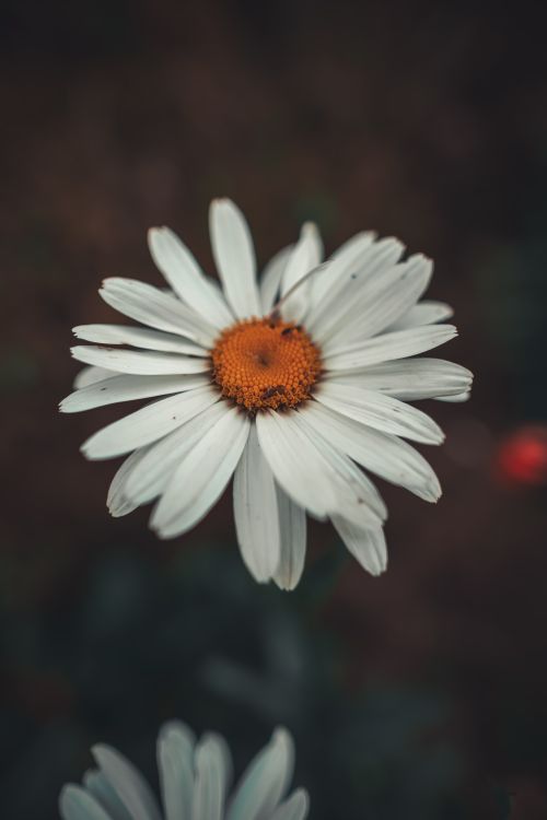 Free Detailed view of a blooming daisy with white petals and orange center, set against a blurred background. Stock Photo