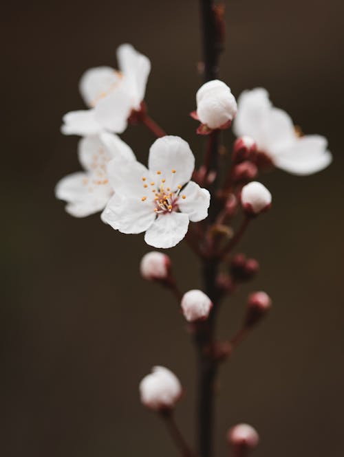 Close-Up Shot of White Cherry Blossoms in Bloom