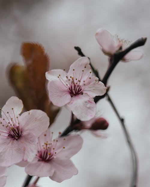 Selective Focus Photograph of Cherry Blossom Flowers