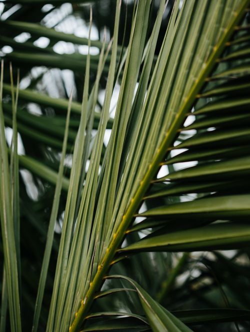 Free High-resolution close-up of lush green palm leaves, perfect for nature-themed designs. Stock Photo