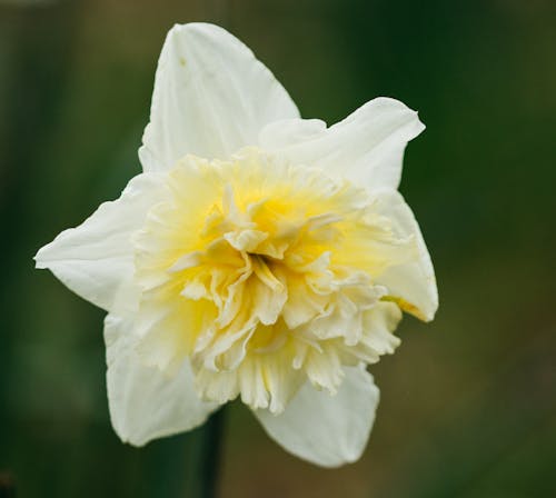 Free Close-Up Shot of a White Flower in Bloom Stock Photo
