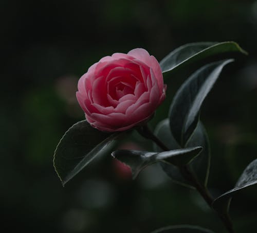 Fotobanka s bezplatnými fotkami na tému flóra, jemný, krásny