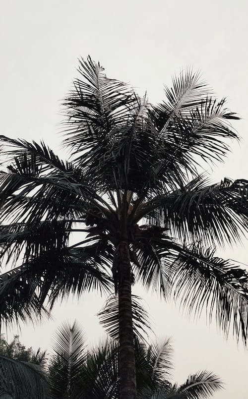 Photograph of a Palm Tree Under a White Sky