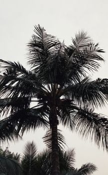 Silhouette of a tall coconut tree set against a gray, overcast sky in rural India.