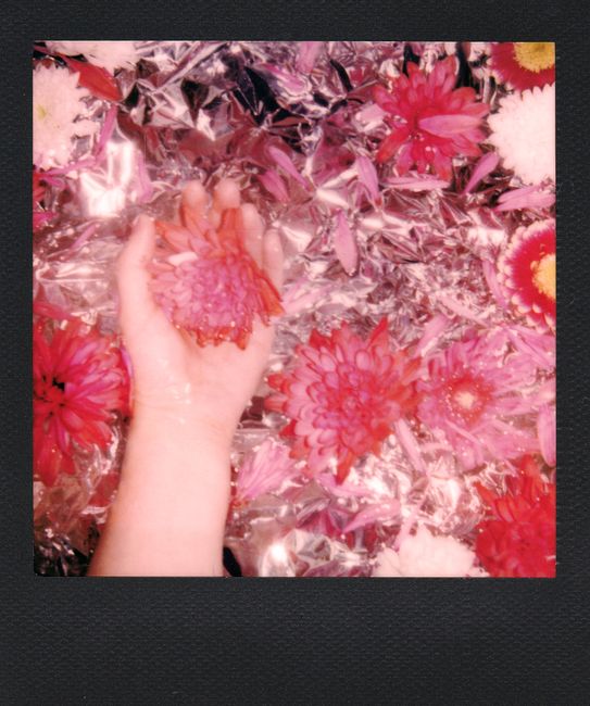 A hand holding a vibrant flower on metallic background in a Polaroid photo.