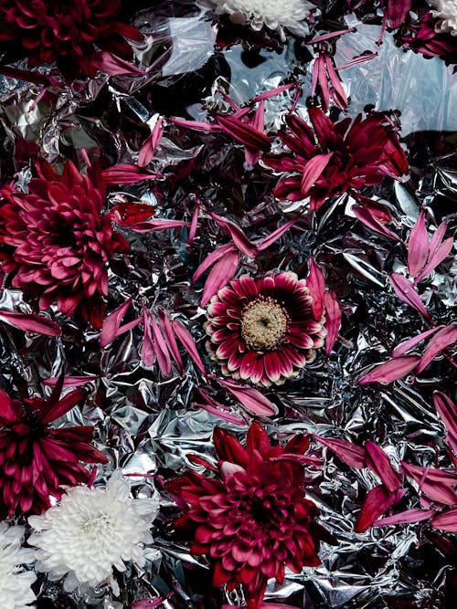 Top view full frame bouquet of fragrant violet chrysanthemum flowers in florist store