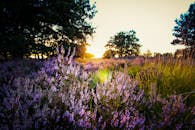 夕阳西下，树影后的比利时薰衣草田景色宜人