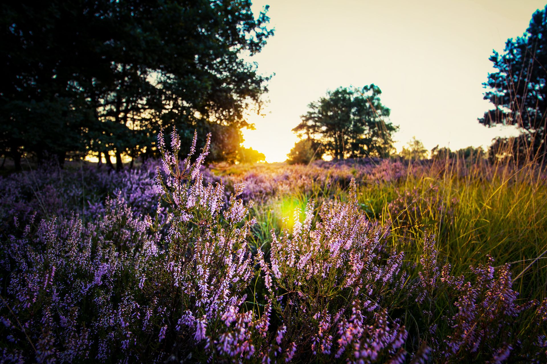 Beautiful lavender field with sun setting behind trees in Belgium landscape.