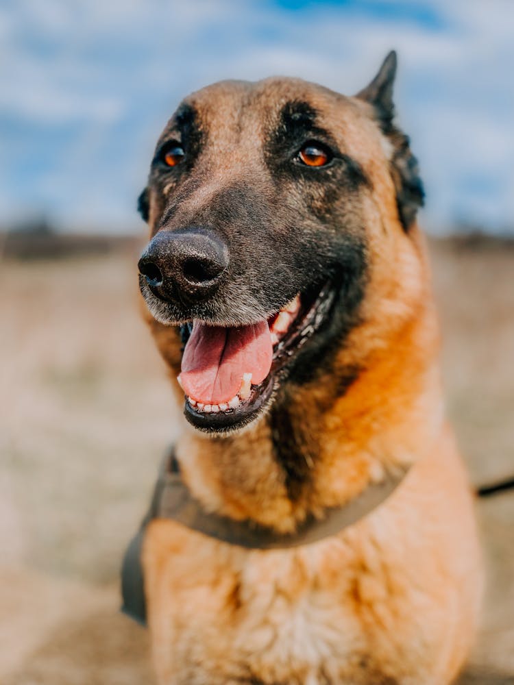 German Shepherd Dog On Autumn Meadow