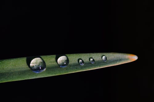 Free Closeup of water droplets on long thin green leaf with veins on black background Stock Photo
