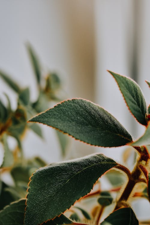 Green leaves of plant in light room