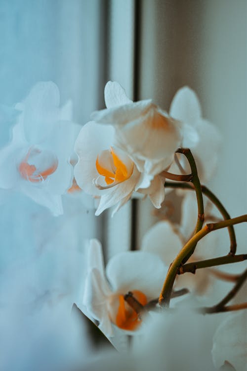 Blooming orchid with tender petals on windowsill