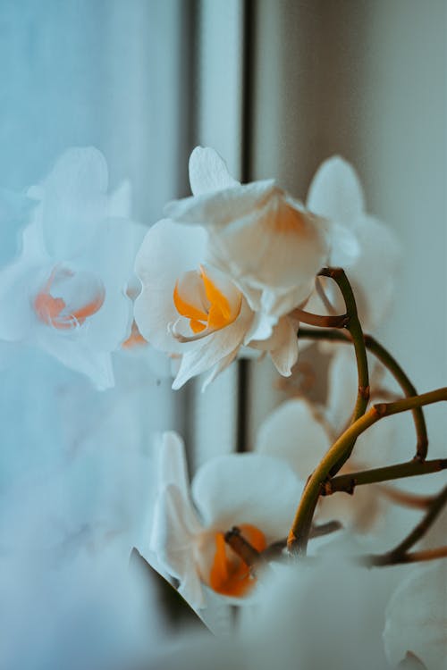 Free Blooming orchid with tender petals on windowsill Stock Photo