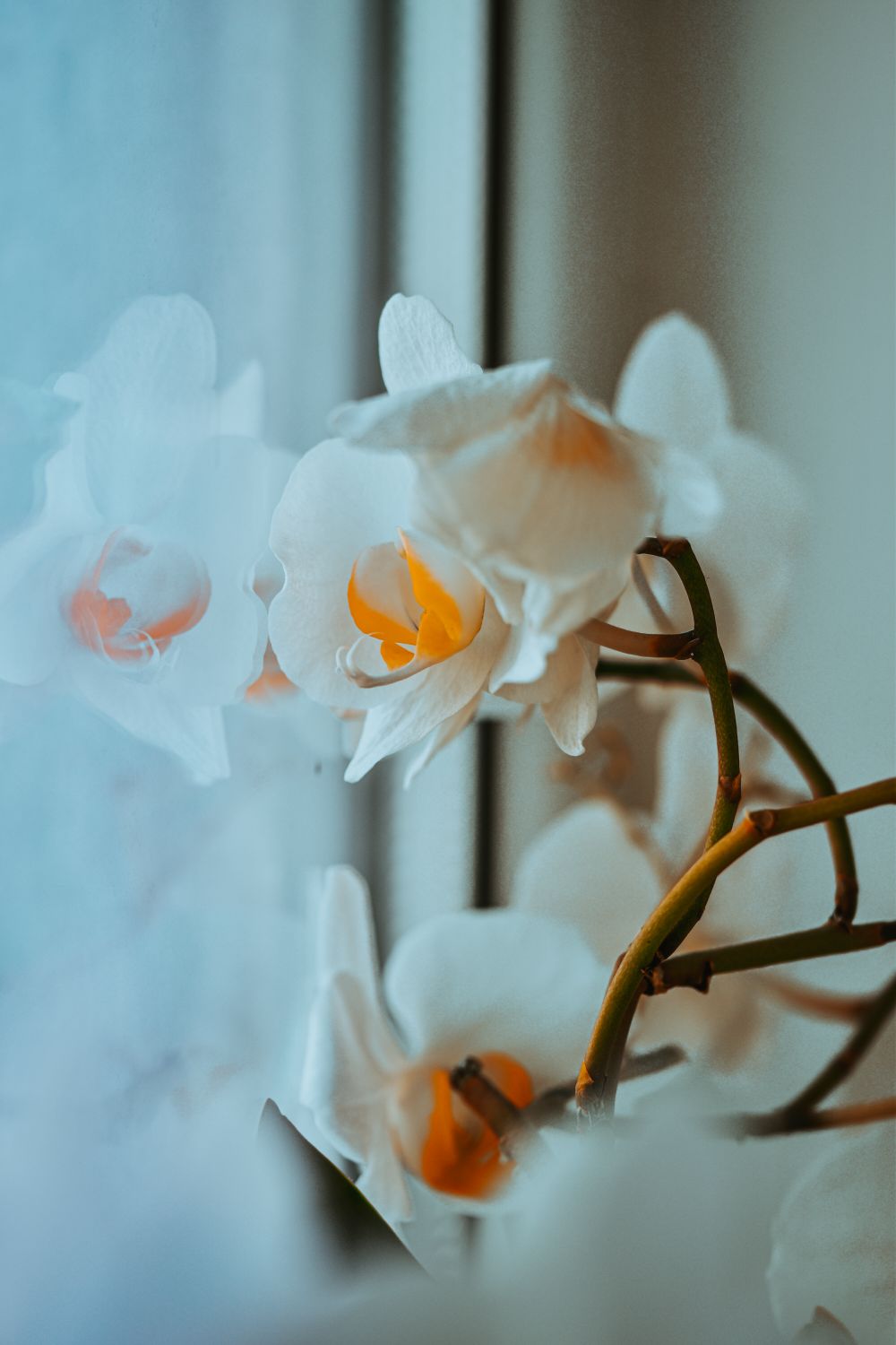 Orquídea florida junto a la ventana