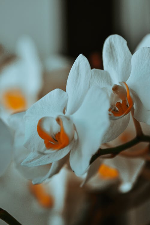 Blossoming fragrant orchid flowers with white and yellow petals and pleasant scent in on blurred background of light room