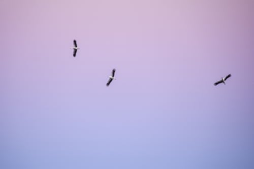 From below of birds with black and white plumage spreading wings while soaring in cloudless sky at sunset