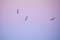 Birds with wide wings flying in blue sky