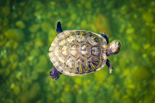 Close-Up Shot of a Turtle Floating 