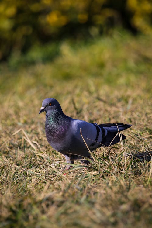 Close-Up Shot of a Pigeon on the Grass