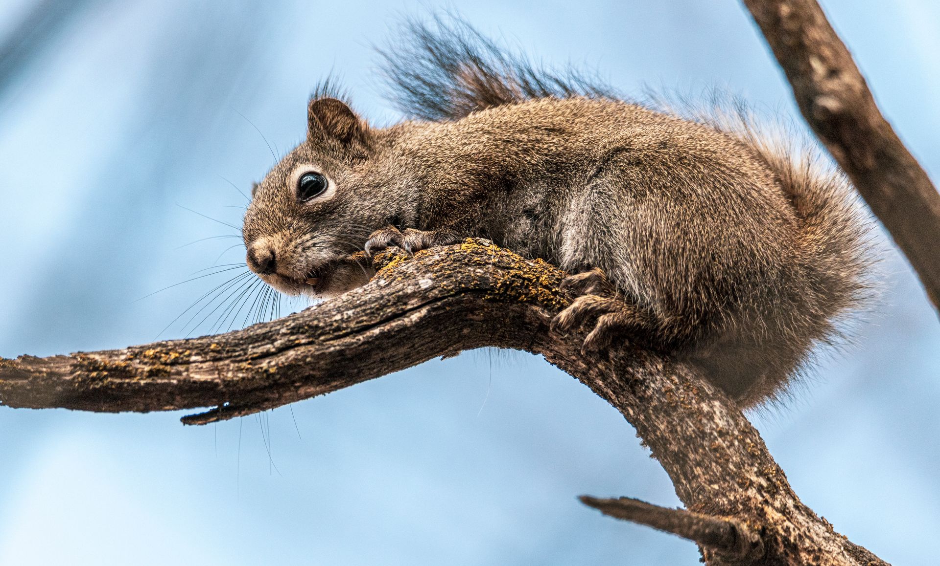 A detailed close-up of a squirrel resting on a tree branch, capturing wildlife in Utah.
