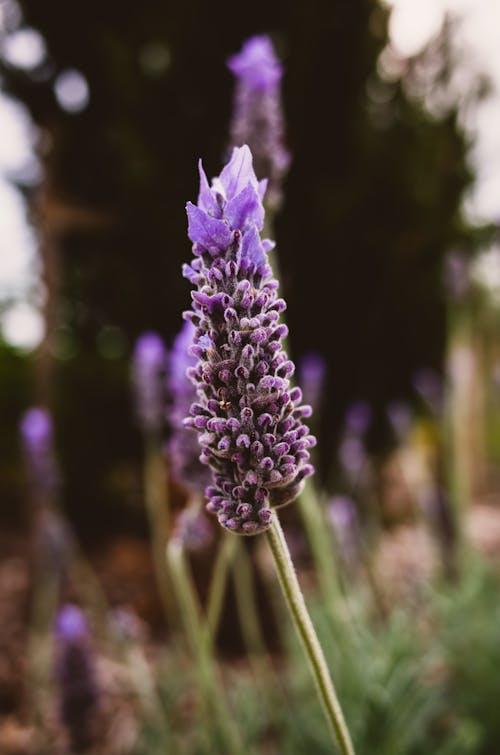 Kostnadsfri bild av blommig, blomning, delikat