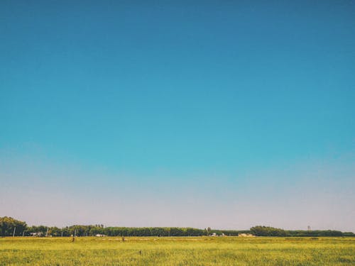 Padang Rumput Di Bawah Langit Biru Di Siang Hari