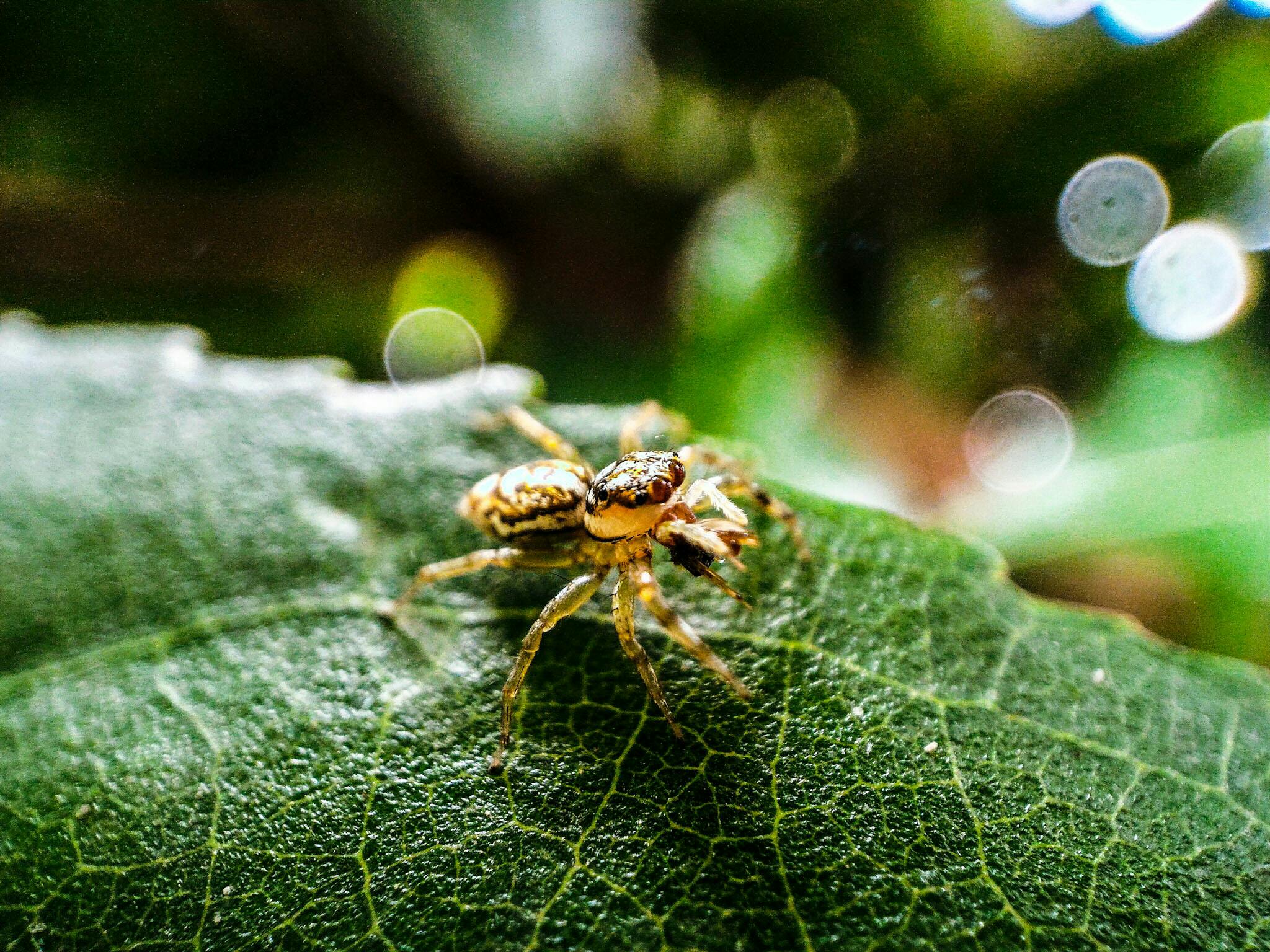 Close-up macro shot of a spider on a leaf with a captivating bokeh background.