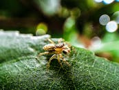 蜘蛛在叶子上的特写镜头，背景迷人