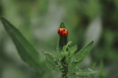 Macro Shot of a Ladybug on a Leaf