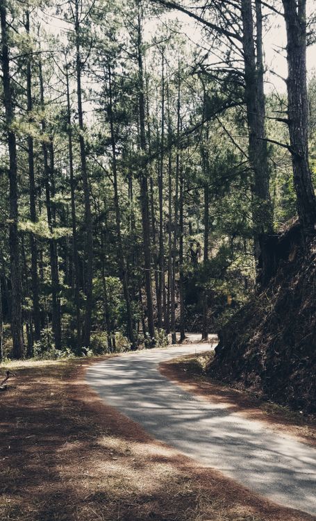 Road Between Green Trees · Free Stock Photo